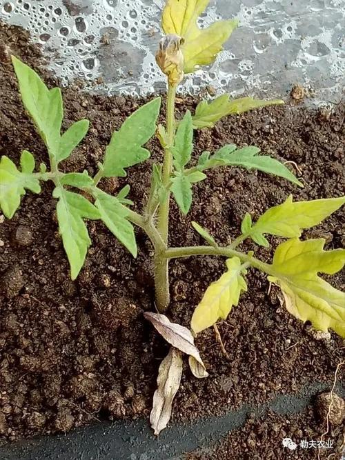 地膜西红柿的株距行距_地膜小番茄怎么种植视频 地膜西红柿的株距行距_地膜小番茄怎么种植视频 花朵知识
