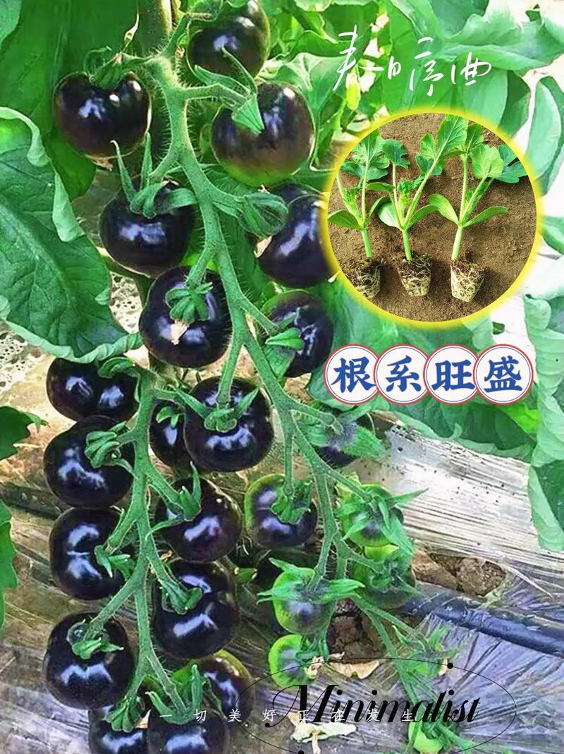 珍珠番茄种子种植方法_番茄黑珍珠怎么种植视频 珍珠番茄种子种植方法_番茄黑珍珠怎么种植视频 番茄病虫害防治
