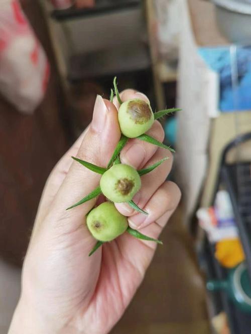 番茄种植的时候需要蘸根吗_番茄根怎么种植的好吃呢 番茄种植的时候需要蘸根吗_番茄根怎么种植的好吃呢 番茄病虫害防治