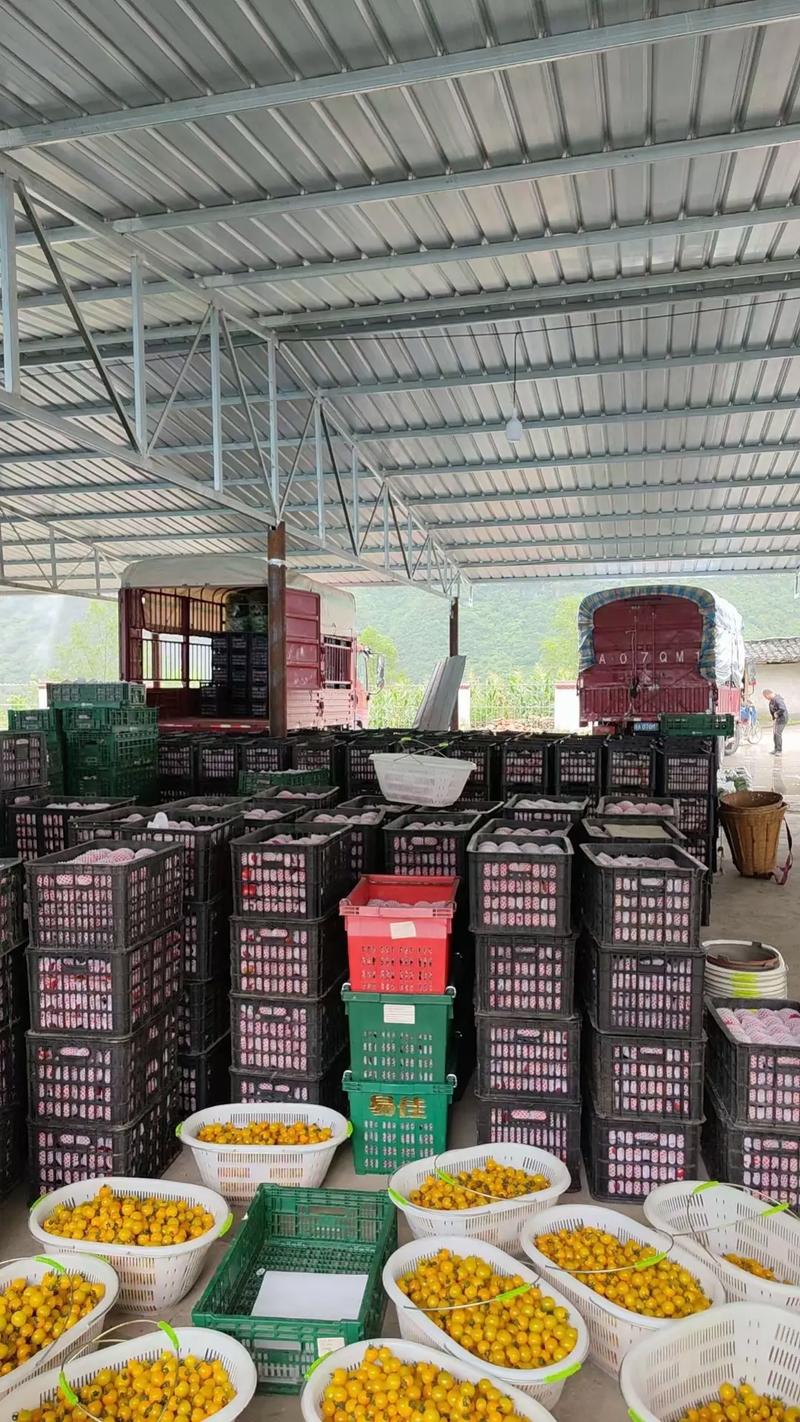 自己建个网站专门卖农户自种有机蔬菜并且从种植到丰收全程直播，怎么样_蔬菜种植小技巧视频教学全集 自己建个网站专门卖农户自种有机蔬菜并且从种植到丰收全程直播，怎么样_蔬菜种植小技巧视频教学全集 番茄种植技巧