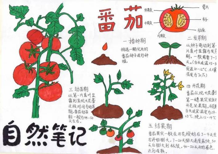 番茄小说后面的竹子印怎么弄_怎么画番茄种植图片大全 番茄小说后面的竹子印怎么弄_怎么画番茄种植图片大全 植物种类