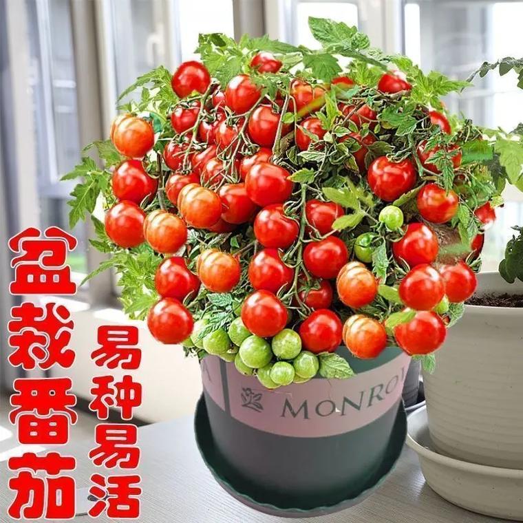 矮番茄种植方法_没有大番茄怎么种植呢 矮番茄种植方法_没有大番茄怎么种植呢 番茄病虫害防治