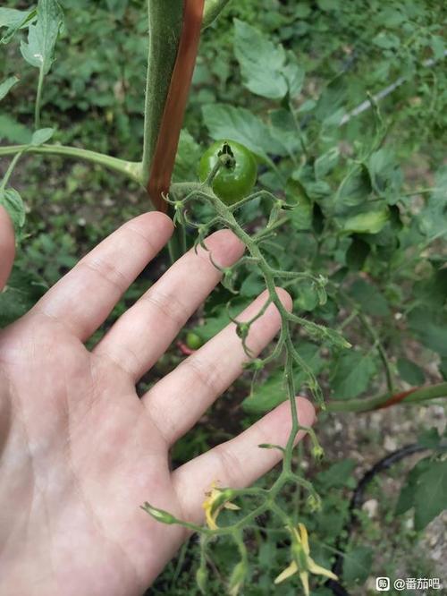 西红柿膨大绝招_小番茄太高了怎么种植视频 西红柿膨大绝招_小番茄太高了怎么种植视频 植物种类