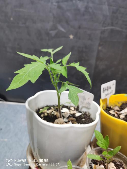 西红柿苗怎么养才能又粗又好_番茄种植怎么养粗壮的 西红柿苗怎么养才能又粗又好_番茄种植怎么养粗壮的 土壤施肥