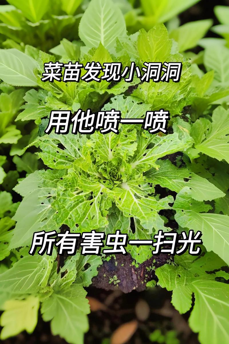 蔬菜种植防虫最佳方法_蔬菜种植实用技巧有哪些呢 蔬菜种植防虫最佳方法_蔬菜种植实用技巧有哪些呢 土壤施肥