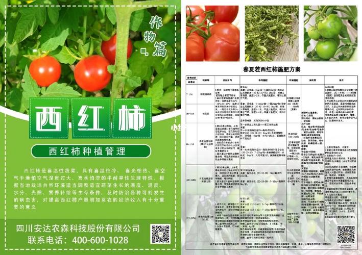 番茄管理和种植方法_种植番茄经验怎么写的好 番茄管理和种植方法_种植番茄经验怎么写的好 植物种类