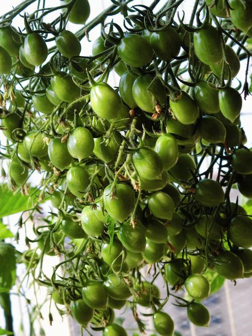 串串西红柿的修剪_海南串串番茄怎么种植的 串串西红柿的修剪_海南串串番茄怎么种植的 农业常识