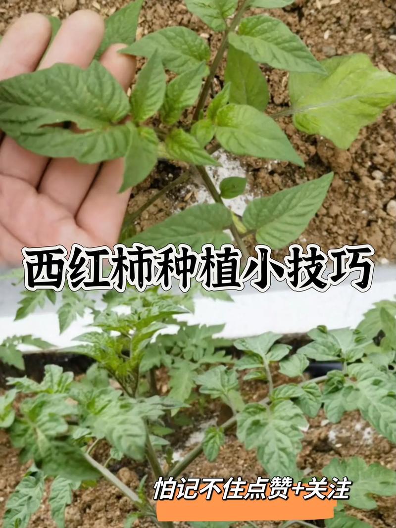 西红柿的种植方法_有机农场番茄怎么种植的 西红柿的种植方法_有机农场番茄怎么种植的 植物种类