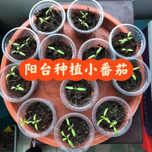 动物类食物可以分成那几种_甜菊糖种番茄怎么种植的 动物类食物可以分成那几种_甜菊糖种番茄怎么种植的 番茄种植技巧