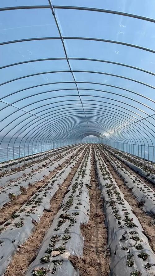 蔬菜大棚怎么建造_蔬菜种植小技巧视频教程 蔬菜大棚怎么建造_蔬菜种植小技巧视频教程 种植技巧