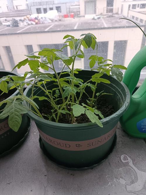 盆栽小番茄种子怎么种_番茄籽怎么出苗好种植视频 盆栽小番茄种子怎么种_番茄籽怎么出苗好种植视频 花朵知识