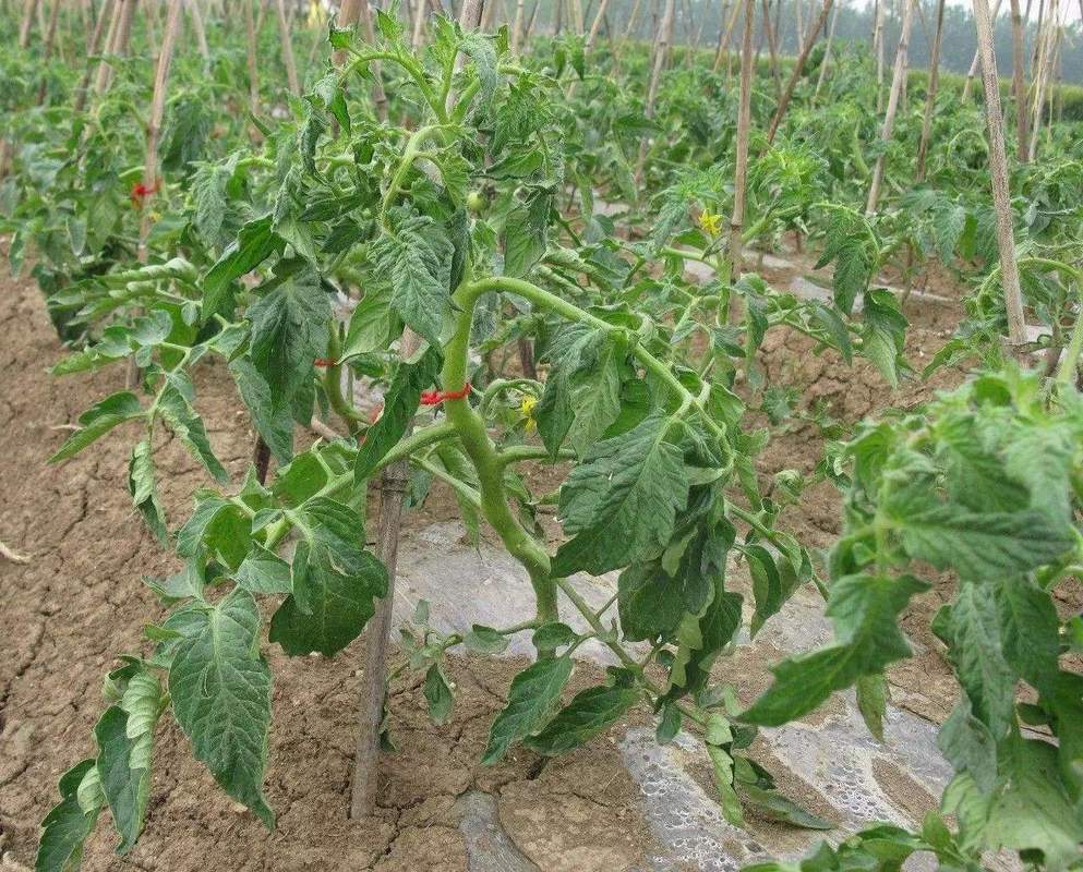 西红柿和什么菜共生种植最好_番茄套种刀豆怎么种植的视频 西红柿和什么菜共生种植最好_番茄套种刀豆怎么种植的视频 番茄病虫害防治