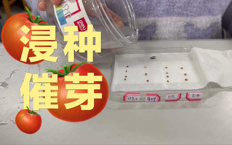 西红柿育种催芽方法_水果番茄种植怎么出芽快 西红柿育种催芽方法_水果番茄种植怎么出芽快 土壤施肥