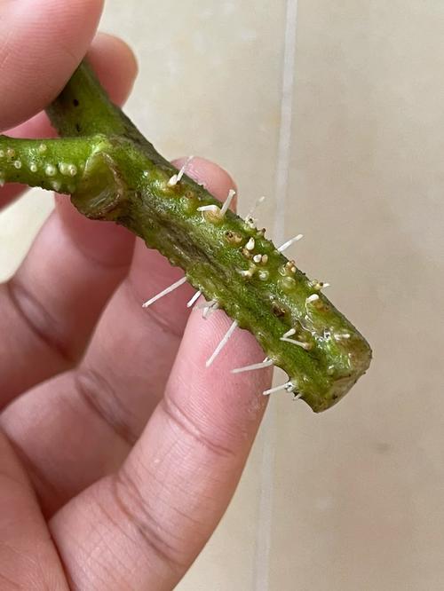 番茄可以水培吗_家庭水培番茄苗怎么种植视频 番茄可以水培吗_家庭水培番茄苗怎么种植视频 种植技巧
