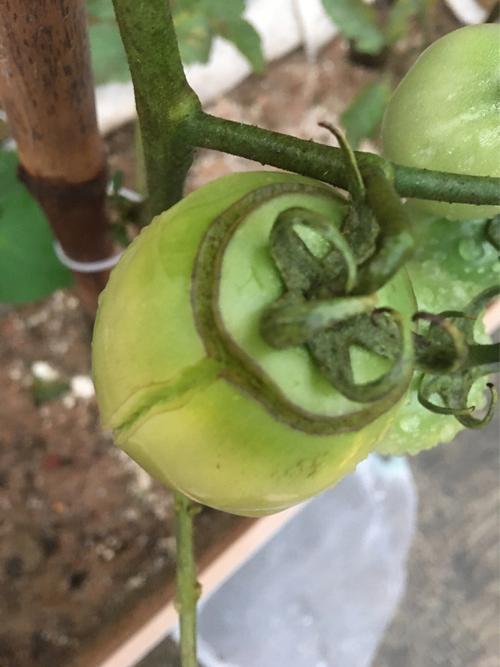 西红柿裂了怎么保存_种植番茄裂口了怎么处理好 西红柿裂了怎么保存_种植番茄裂口了怎么处理好 番茄种植技巧