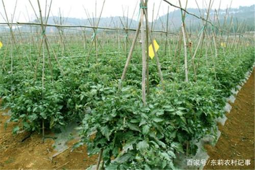种植圣女果怎么拉爬藤网_番茄怎么种植爬藤视频 种植圣女果怎么拉爬藤网_番茄怎么种植爬藤视频 农业常识