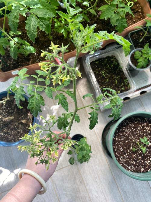 水培番茄水需要流动吗_户外水培番茄怎么种植视频 水培番茄水需要流动吗_户外水培番茄怎么种植视频 番茄病虫害防治
