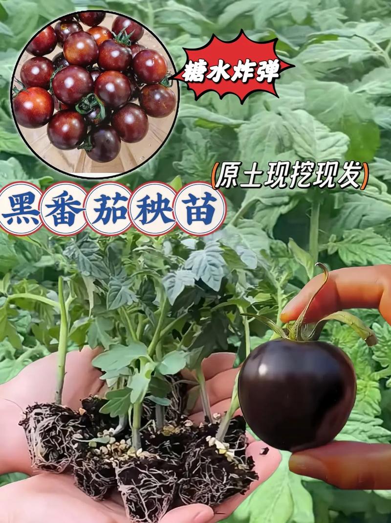 为什么有的番茄是甜的有的是酸的_番茄种植黑骑士怎么种植的 番茄病虫害防治 为什么有的番茄是甜的有的是酸的_番茄种植黑骑士怎么种植的 为什么有的番茄是甜的有的是酸的_番茄种植黑骑士怎么种植的 番茄病虫害防治