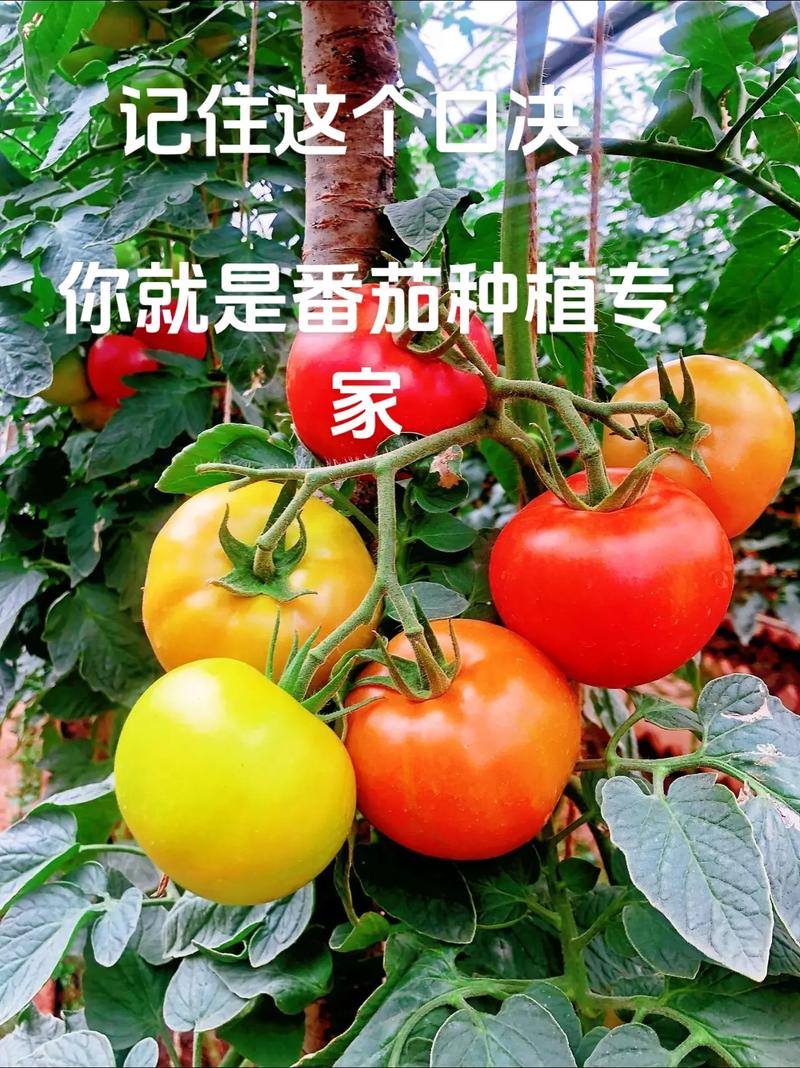 西红柿结果多怎么办_番茄怎么种植结果多一点 西红柿结果多怎么办_番茄怎么种植结果多一点 农业常识