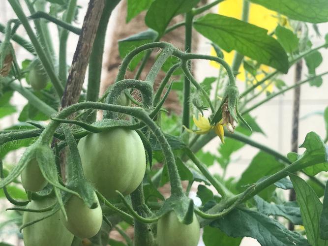 八爪鱼炒西红柿潮汕家常做法_潮汕传统番茄苗怎么种植的 八爪鱼炒西红柿潮汕家常做法_潮汕传统番茄苗怎么种植的 土壤施肥