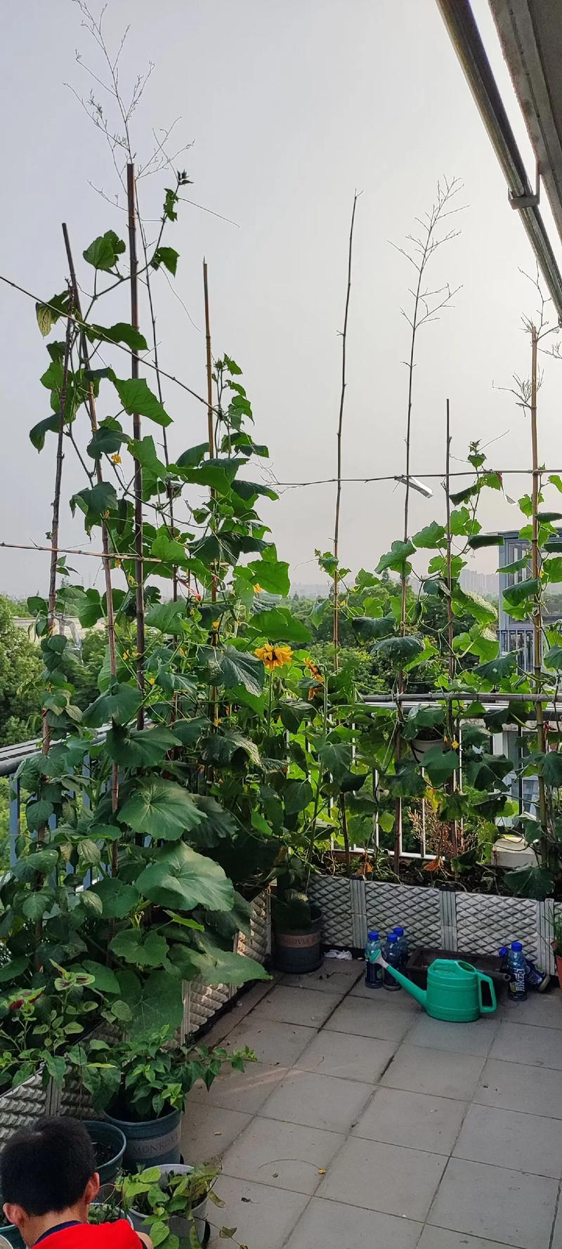 如何在阳台上种植蔬菜？哪些蔬菜适合在阳台上种植_十大阳台蔬菜种植技巧视频 如何在阳台上种植蔬菜？哪些蔬菜适合在阳台上种植_十大阳台蔬菜种植技巧视频 花朵知识