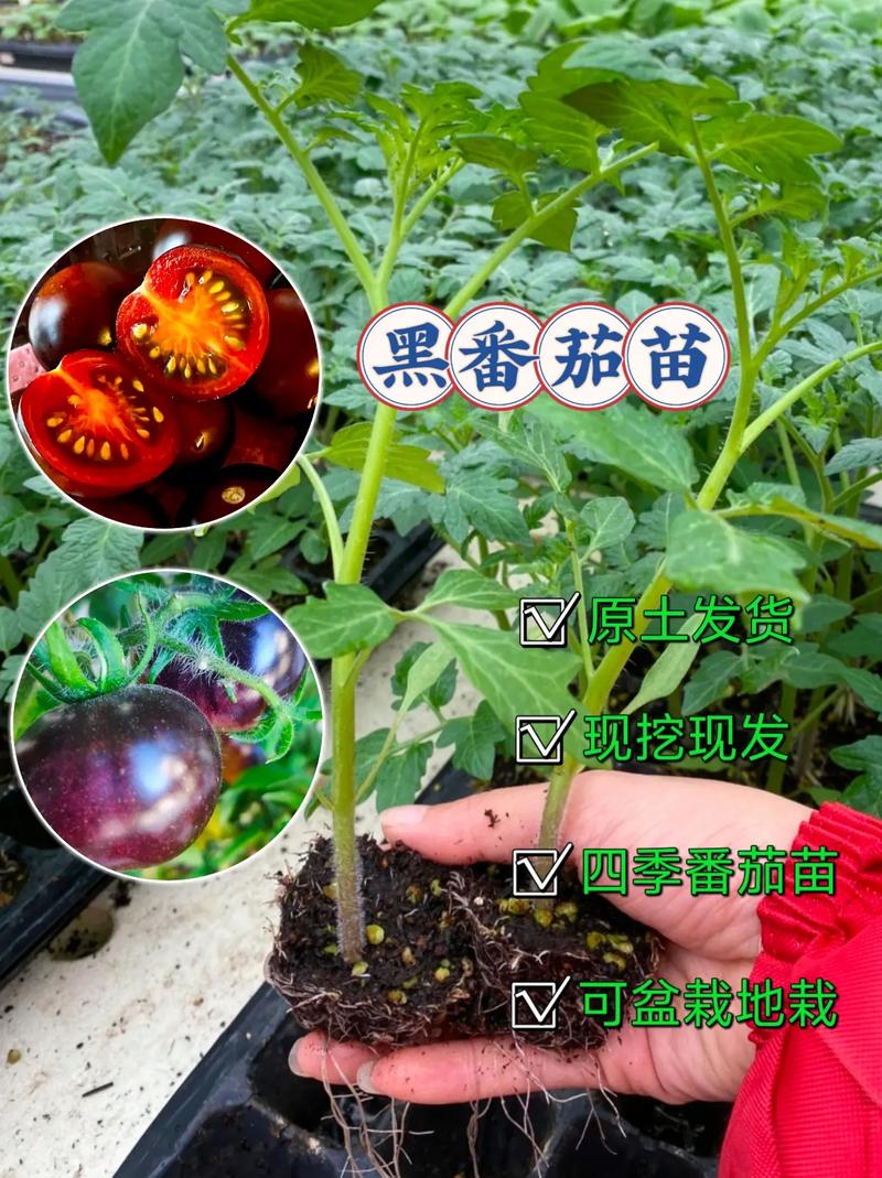 黑西红柿甜吗_小黑丸番茄怎么种植方法视频 黑西红柿甜吗_小黑丸番茄怎么种植方法视频 花朵知识