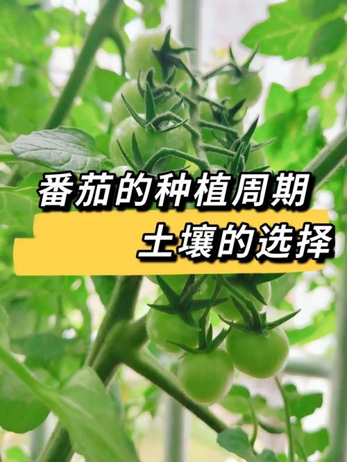 大马士革刀怎样保养_番茄怎么种植用打磨肥料呢 大马士革刀怎样保养_番茄怎么种植用打磨肥料呢 植物种类