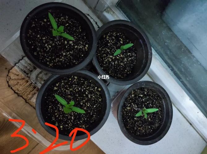 黑番茄的种植方法_黑色大番茄种苗怎么种植视频 黑番茄的种植方法_黑色大番茄种苗怎么种植视频 番茄种植技巧