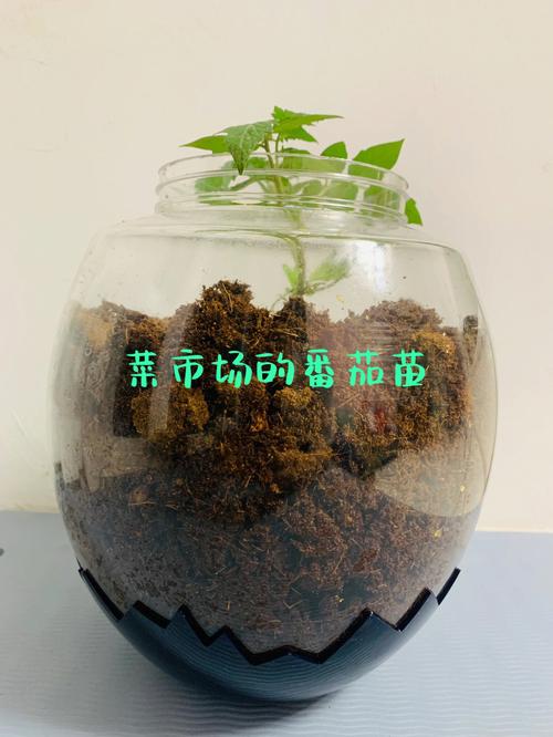 西红柿怎么装瓶子不会坏_番茄种植瓶子怎么种植 西红柿怎么装瓶子不会坏_番茄种植瓶子怎么种植 番茄种植技巧