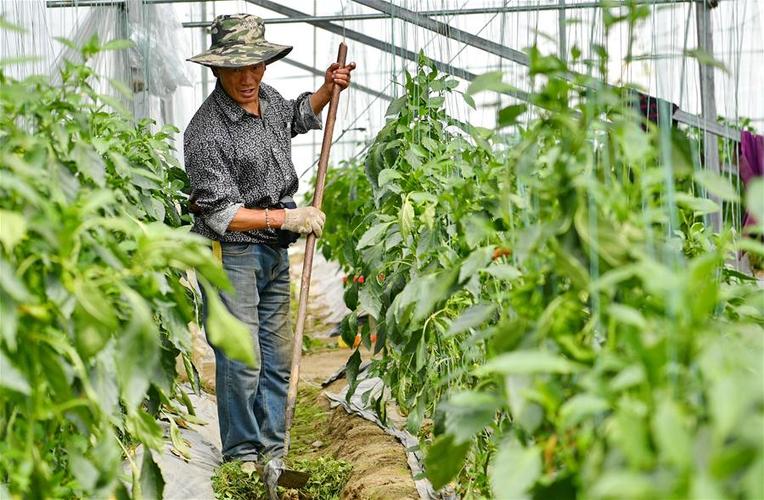 在西藏拉萨包地种植好包地吗_在西藏蔬菜种植技巧和方法 在西藏拉萨包地种植好包地吗_在西藏蔬菜种植技巧和方法 番茄种植技巧