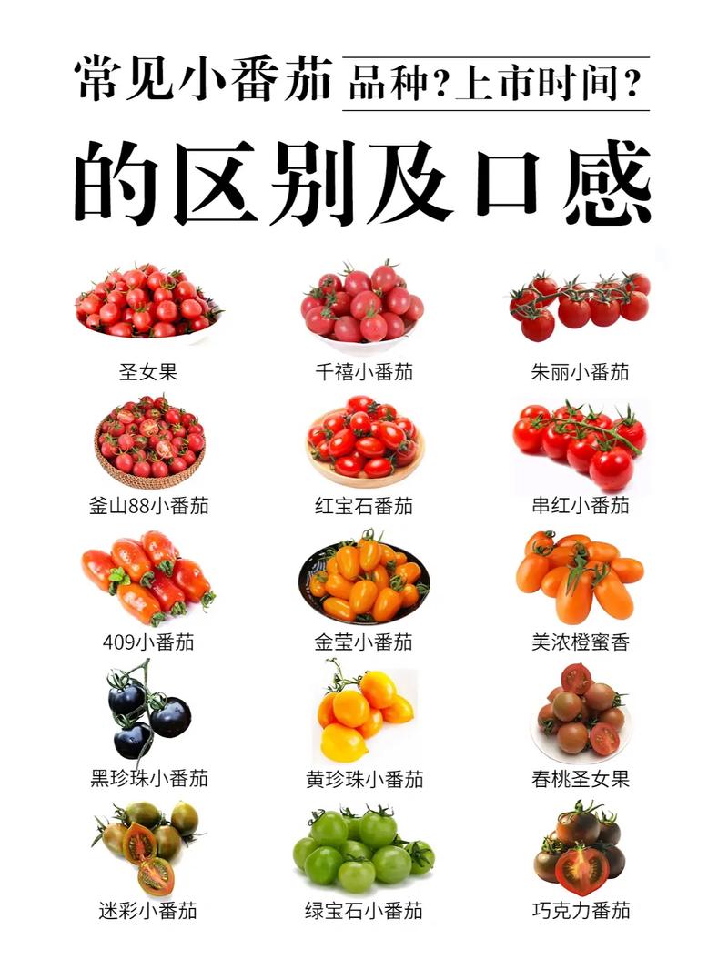 玉女果和小番茄的区别_玉女番茄怎么种植的呢视频 玉女果和小番茄的区别_玉女番茄怎么种植的呢视频 植物种类