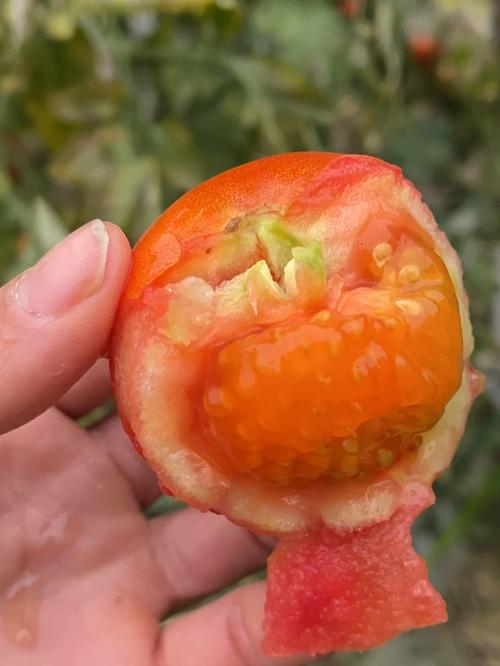 全国露天西红柿产地_冬季露天怎么种植番茄种子 全国露天西红柿产地_冬季露天怎么种植番茄种子 农业常识