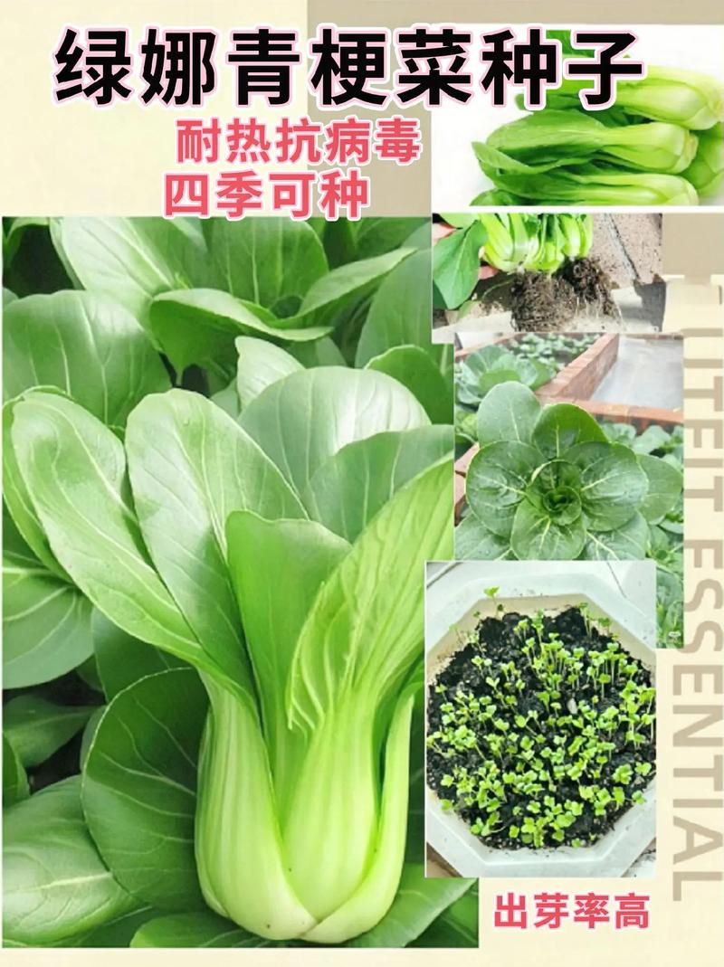 青梗菜什么时候适合栽种？怎么管理_蔬菜种植技巧夏天温度多少 青梗菜什么时候适合栽种？怎么管理_蔬菜种植技巧夏天温度多少 植物种类