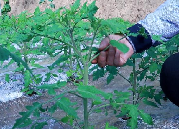 青南果梨如何变熟快_番茄怎么种植熟得快些 青南果梨如何变熟快_番茄怎么种植熟得快些 植物种类