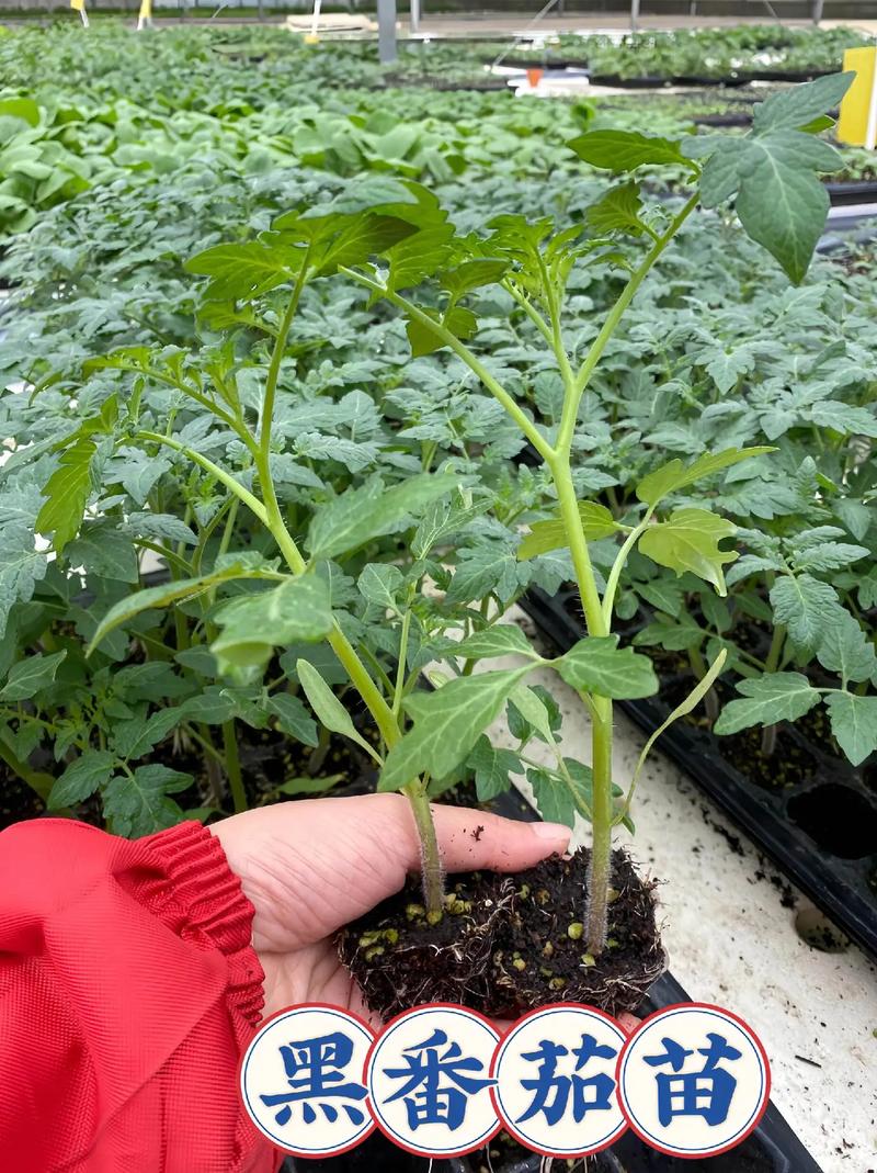 树番茄种植方法_大树野番茄树苗怎么种植视频 树番茄种植方法_大树野番茄树苗怎么种植视频 番茄病虫害防治