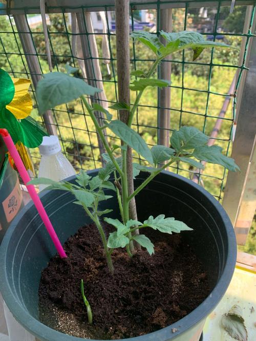 黄瓜西红柿怎样种植和管理_菜园番茄黄瓜怎么种植的视频 黄瓜西红柿怎样种植和管理_菜园番茄黄瓜怎么种植的视频 番茄种植技巧