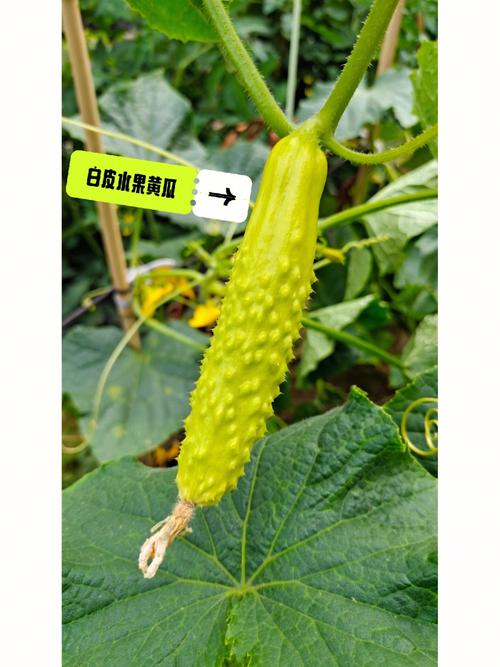 黄瓜西红柿怎样种植和管理_西瓜黄瓜番茄怎么种植视频 植物种类 黄瓜西红柿怎样种植和管理_西瓜黄瓜番茄怎么种植视频 黄瓜西红柿怎样种植和管理_西瓜黄瓜番茄怎么种植视频 植物种类