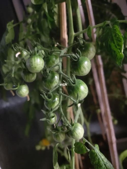 冬天可以种番茄吗_冬季番茄怎么种植视频 冬天可以种番茄吗_冬季番茄怎么种植视频 番茄病虫害防治