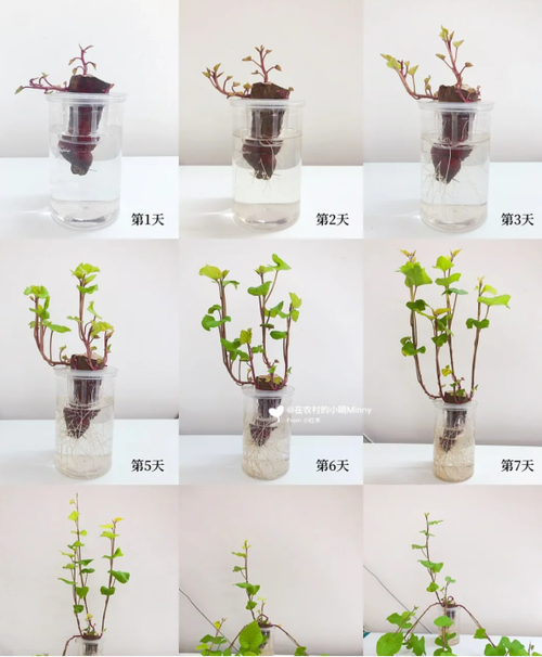 家用水培蔬菜怎么种植_室内水培蔬菜种植小技巧视频 家用水培蔬菜怎么种植_室内水培蔬菜种植小技巧视频 番茄种植技巧