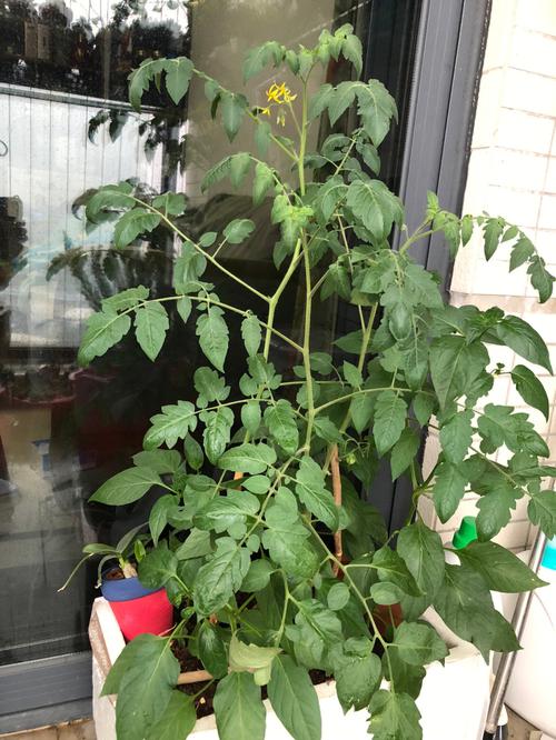 在泡沫箱里种小番茄方法_泡沫箱怎么种植矮番茄视频 在泡沫箱里种小番茄方法_泡沫箱怎么种植矮番茄视频 植物种类