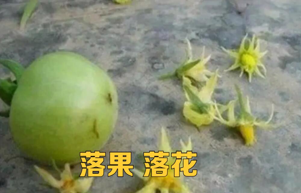 西红柿素卤怎么做好吃_酱油壶种植番茄怎么种植 西红柿素卤怎么做好吃_酱油壶种植番茄怎么种植 花朵知识