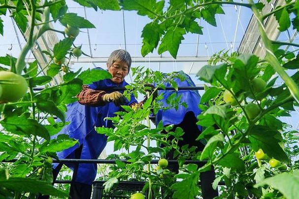 农家露地番茄如何加强田间养护_番茄露地丰产怎么种植好呢 农家露地番茄如何加强田间养护_番茄露地丰产怎么种植好呢 农业常识