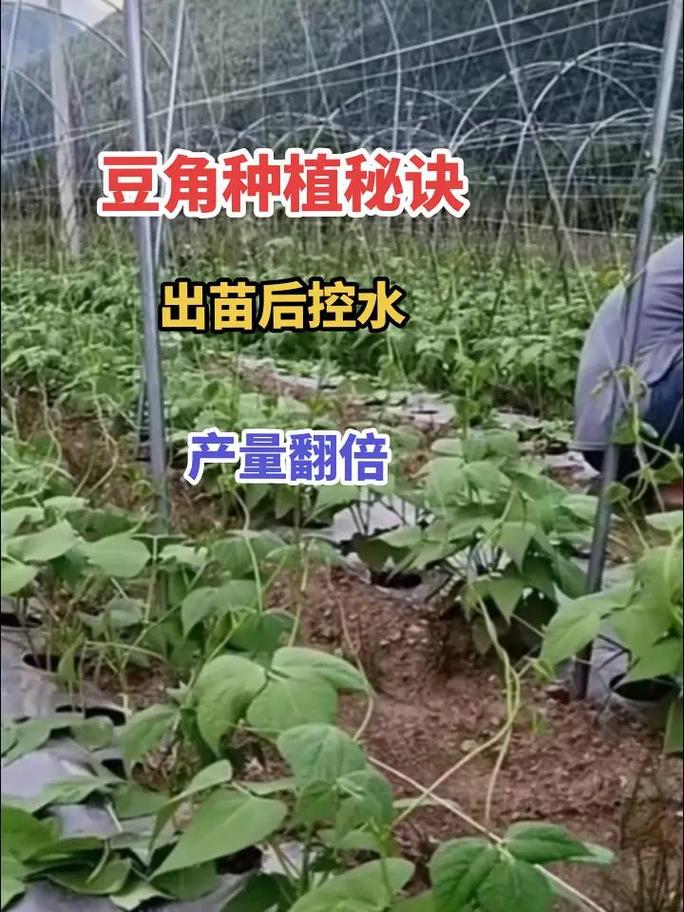 长豆角的种植方法和时间_豆角蔬菜种植小技巧视频 长豆角的种植方法和时间_豆角蔬菜种植小技巧视频 番茄病虫害防治