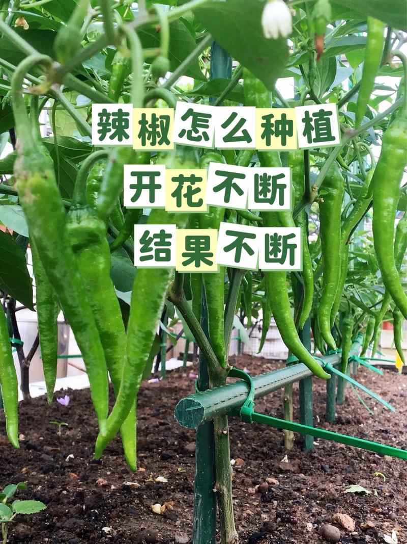 家里种植蔬菜的方法和技巧_蔬菜种植小技巧视频 家里种植蔬菜的方法和技巧_蔬菜种植小技巧视频 番茄病虫害防治