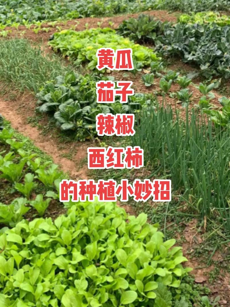黄瓜西红柿和辣椒一起种植可以吗_青瓜茄子番茄怎么种植视频 黄瓜西红柿和辣椒一起种植可以吗_青瓜茄子番茄怎么种植视频 番茄种植技巧