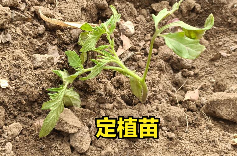 种植番茄用什么薄膜_种植番茄怎么去掉薄膜呢视频 种植番茄用什么薄膜_种植番茄怎么去掉薄膜呢视频 种植技巧