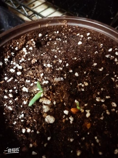 种圣女果种子的方法_迷你番茄种子怎么种植的视频 种圣女果种子的方法_迷你番茄种子怎么种植的视频 种植技巧