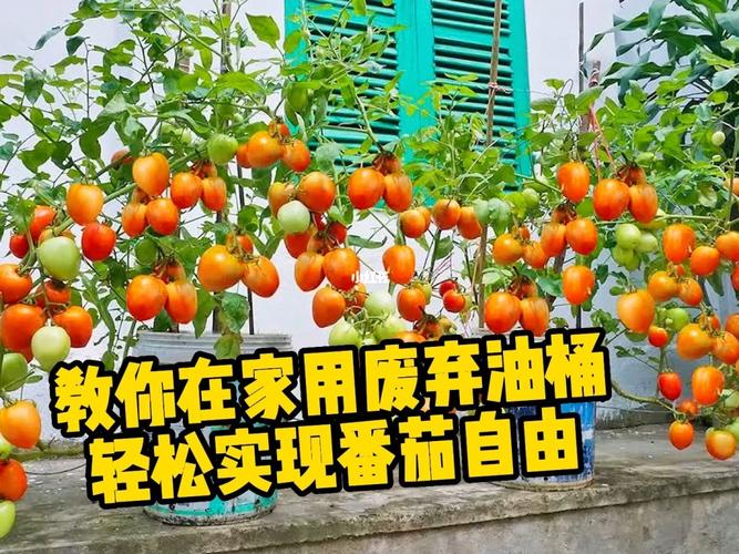 油桶可以种植大番茄吗_吊油桶种番茄怎么种植的 油桶可以种植大番茄吗_吊油桶种番茄怎么种植的 土壤施肥