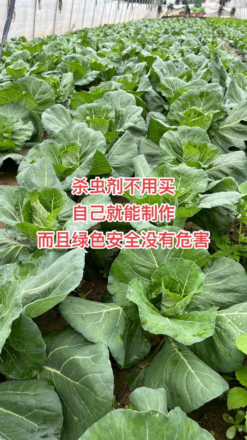 一只羊一个太阳一只玫瑰花 蔬菜名_蔬菜种植小妙招 一只羊一个太阳一只玫瑰花 蔬菜名_蔬菜种植小妙招 农业常识