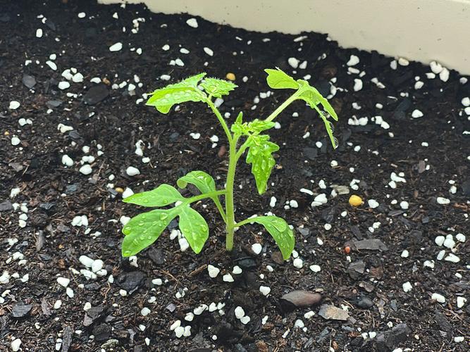 番茄发芽后怎么种_矮番茄发芽怎么种植视频 番茄发芽后怎么种_矮番茄发芽怎么种植视频 植物种类